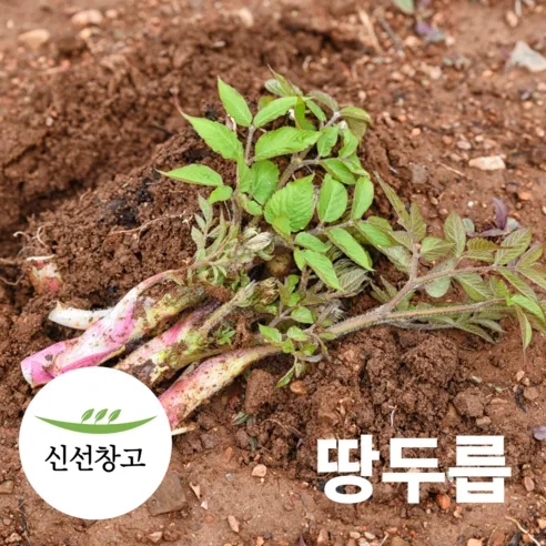 국내산 두릅 3종 참두릅 땅두릅 개두릅 엄나무순 봄나물 산나물