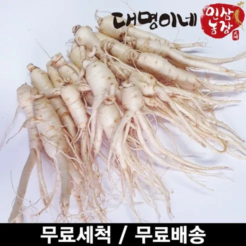 금산인삼 오쿠용 1회분 세척 인삼 수삼 난발 원삼(250g), 난발 10-25뿌리..., 1개