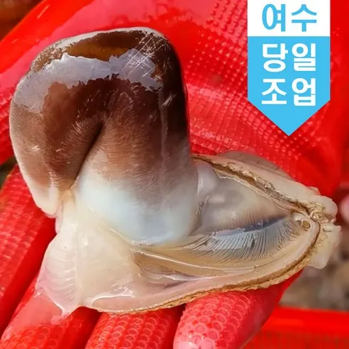 [산지직송]국내산 여수 새조개 특대 500g 손질 제철조개 당일조업 샤브샤브 횟감